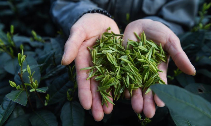 A farmer shows harvested West Lake Longjing Tea leaves at Manjuelong Village, West Lake scenic spot in Hangzhou, capital of east China's Zhejiang Province, March 12, 2021. The Longjing 43, a kind of West Lake Longjing Tea, greets its harvest season starting from Friday, and the large scale harvest season for the West Lake Longjing Tea is expected to start in late March. Photo:Xinhua