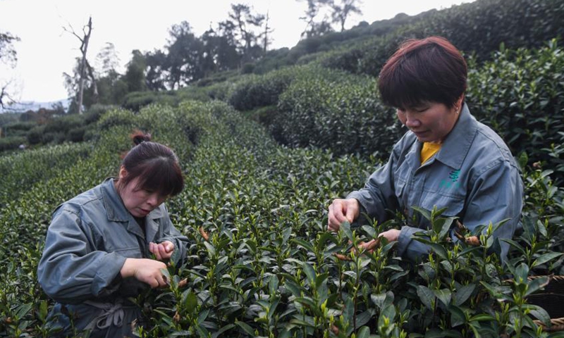 Farmers harvest West Lake Longjing Tea leaves at Manjuelong Village, West Lake scenic spot in Hangzhou, capital of east China's Zhejiang Province, March 12, 2021. The Longjing 43, a kind of West Lake Longjing Tea, greets its harvest season starting from Friday, and the large scale harvest season for the West Lake Longjing Tea is expected to start in late March.  Photo:Xinhua