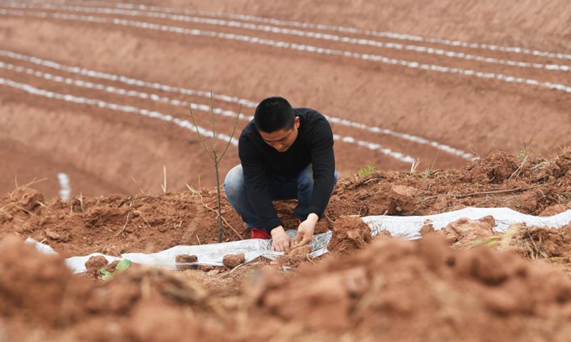 A man labors in a planting base of pumpkin and plum in Shuangjiang Town in Tongnan District of southwest China's Chongqing, March 10, 2021.(Photo:Xinhua) 