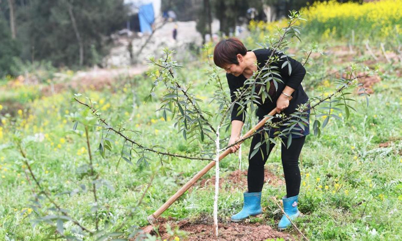 A villager labors in a planting base of Sichuan pepper in Shuangjiang Town in Tongnan District of southwest China's Chongqing, March 10, 2021.(Photo:Xinhua) 