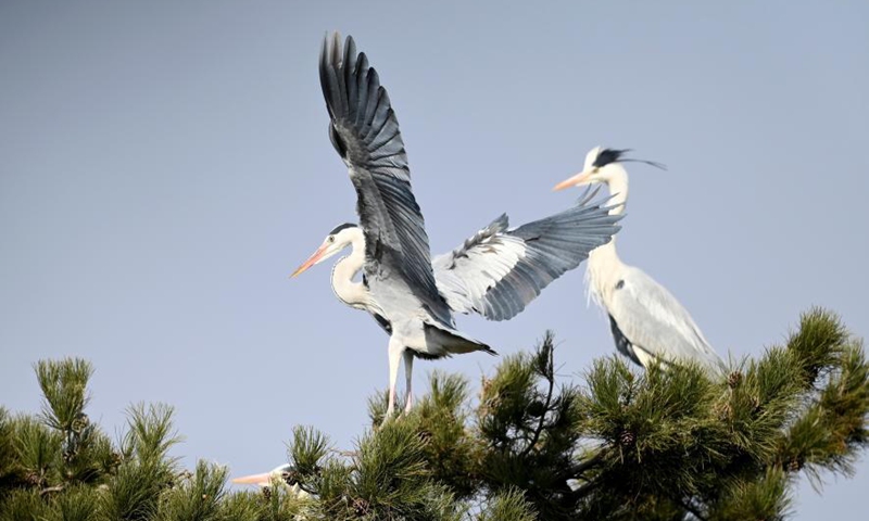 Herons are seen in Fangshan County of Lyuliang City, north China's Shanxi Province, March 11, 2021.(Photo:Xinhua) 