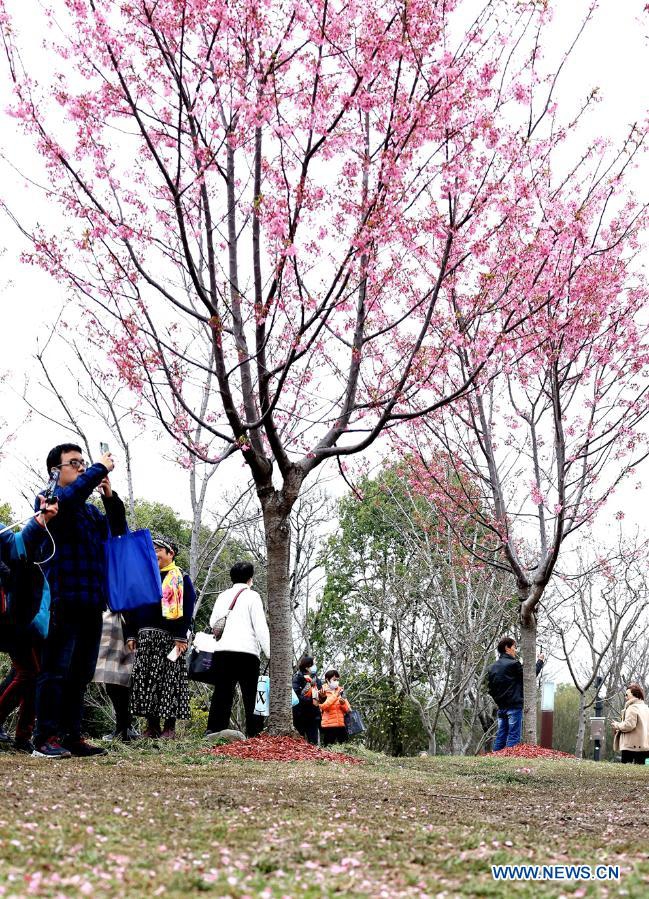 Tourists view cherry blossoms at the Gucun Park in Shanghai, east China, March 12, 2021. The 2021 Shanghai Cherry Blossom Festival kicked off here on Friday. More than 14,000 cherry trees of 110 varieties are in bloom. Photo: Xinhua