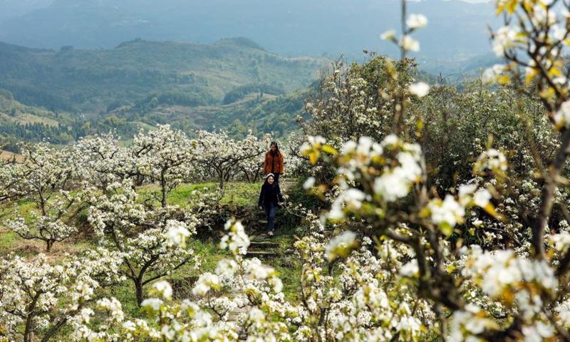 Pear blossoms in Yubei District, Chongqing - Global Times