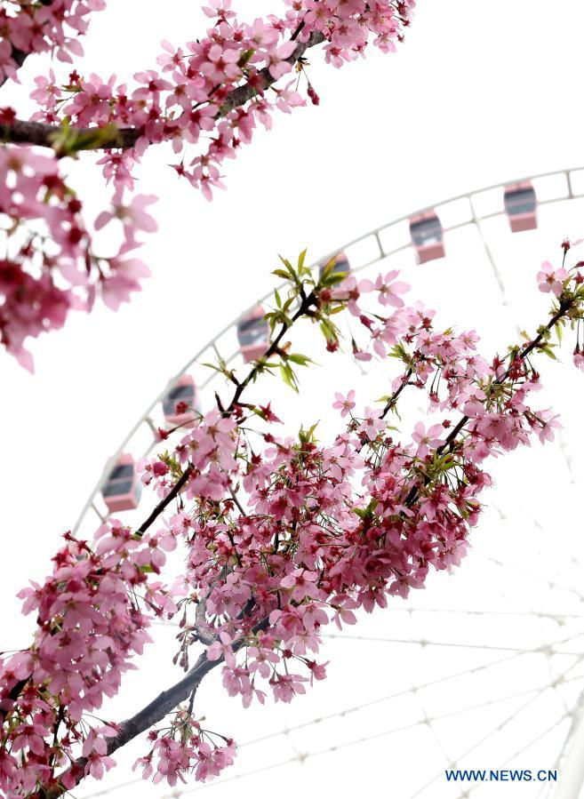 Photo taken on March 12, 2021 shows cherry blossoms at Gucun Park in Shanghai, east China. The 2021 Shanghai Cherry Blossom Festival kicked off here on Friday. More than 14,000 cherry trees of 110 varieties are in bloom. Photo: Xinhua