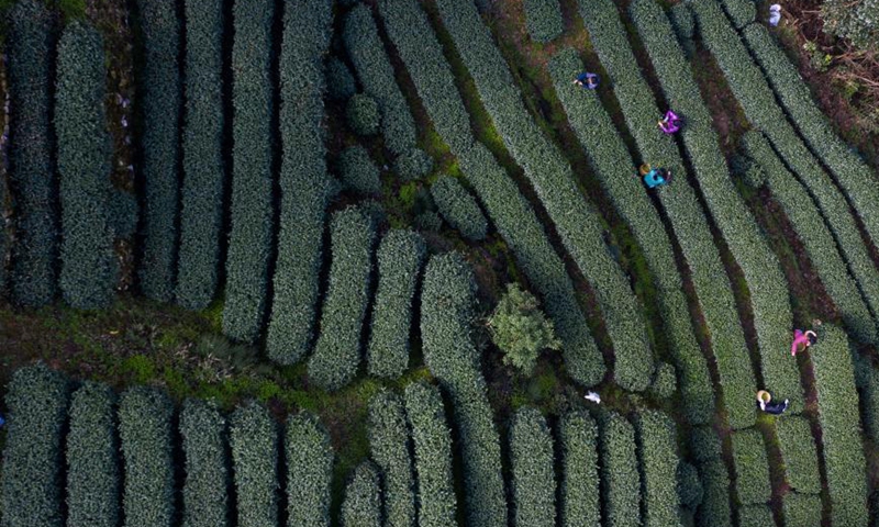 Aerial photo taken on March 12, 2021 shows farmers working at a tea garden at Manjuelong Village, West Lake scenic spot in Hangzhou, capital of east China's Zhejiang Province. The Longjing 43, a kind of West Lake Longjing Tea, greets its harvest season starting from Friday, and the large scale harvest season for the West Lake Longjing Tea is expected to start in late March.  Photo:Xinhua