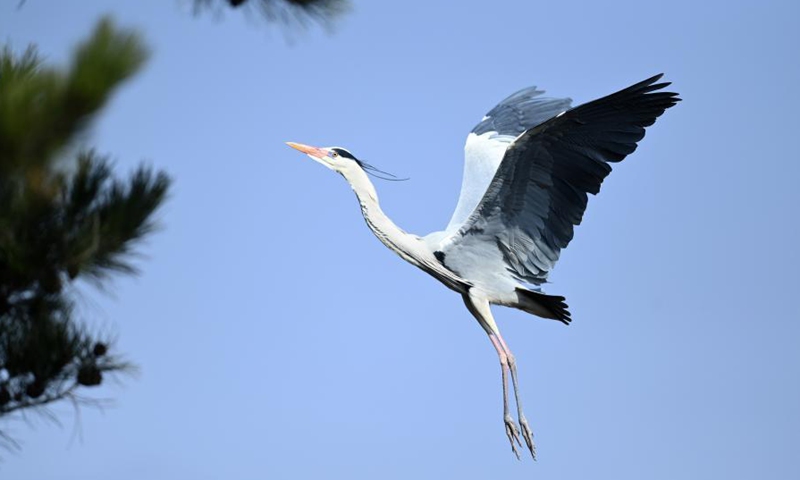 A heron is seen in Fangshan County of Lyuliang City, north China's Shanxi Province, March 11, 2021.(Photo:Xinhua) 