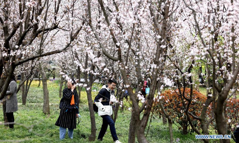 2021 Shanghai Cherry Blossom Festival kicks off - Global Times