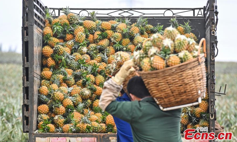 Photo shows a truck loaded with pineapples in Xuwen County, Zhanjiang City, south China's Guangdong Province, March 11, 2021.  Photo:China News Service