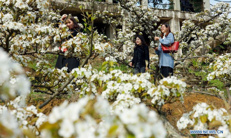 Pear blossoms in Yubei District, Chongqing - Global Times