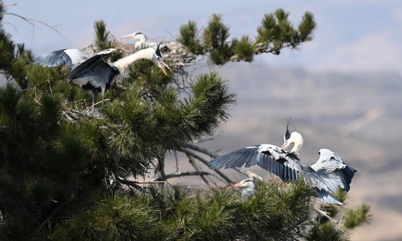 Herons are seen in Fangshan County of Lyuliang City, north China's Shanxi Province, March 11, 2021.(Photo:Xinhua) 