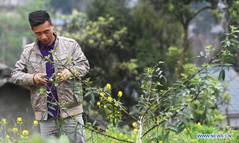 A villager labors in a planting base of Sichuan pepper in Shuangjiang Town in Tongnan District of southwest China's Chongqing, March 10, 2021.(Photo:Xinhua) 