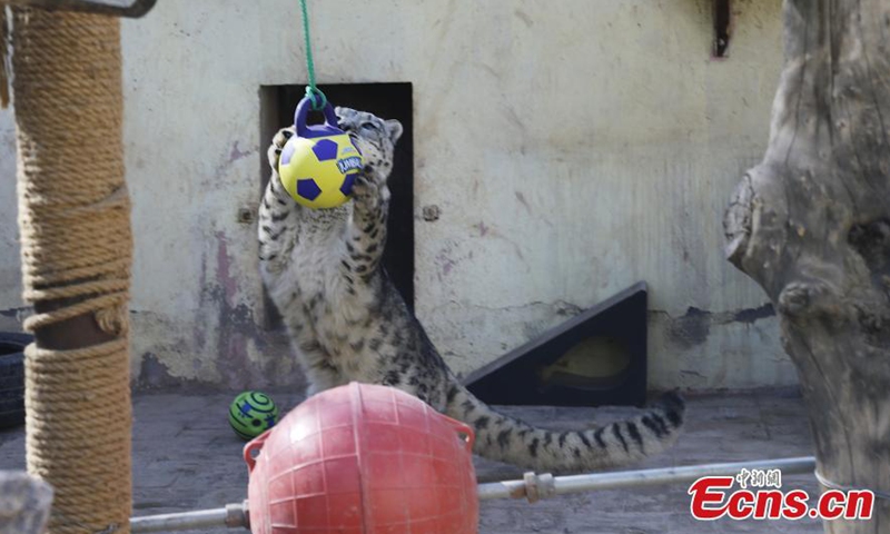 A snow leopard is attracted by the toy ball at the Qinghai-Tibet Plateau Wild Zoo in Xining, northwest China's Qinghai Province, March 11, 2021. Staffs in the Qinghai-Tibet Plateau Wild Zoo provided new toy balls and seesaws for snow leopards and manuls on Thursday.  Photo:China News Service