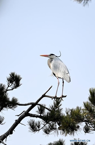 A heron is seen in Fangshan County of Lyuliang City, north China's Shanxi Province, March 11, 2021.(Photo:Xinhua) 