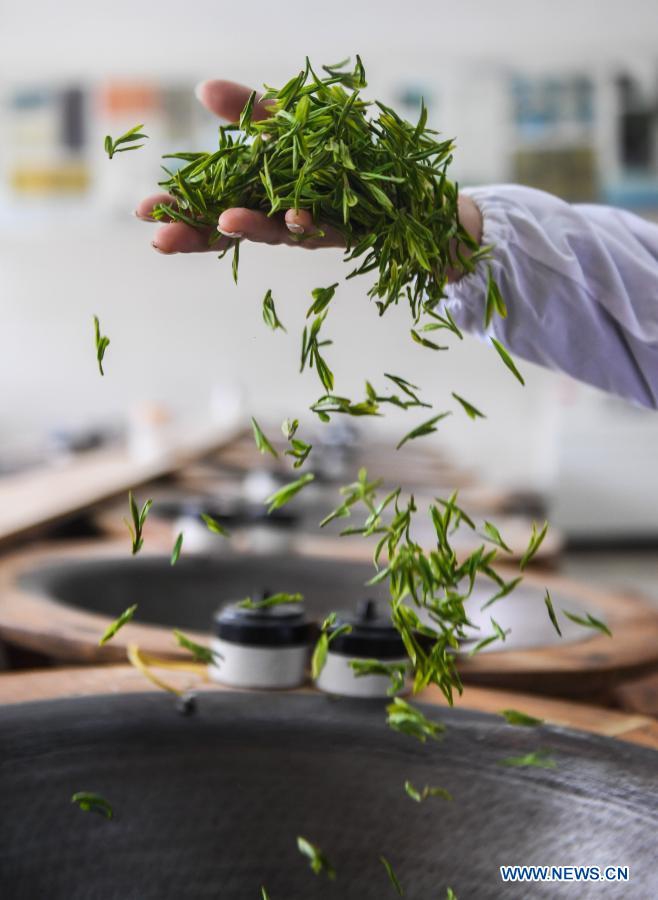 A farmer processes harvested West Lake Longjing Tea leaves at Manjuelong Village, West Lake scenic spot in Hangzhou, capital of east China's Zhejiang Province, March 12, 2021. The Longjing 43, a kind of West Lake Longjing Tea, greets its harvest season starting from Friday, and the large scale harvest season for the West Lake Longjing Tea is expected to start in late March. Photo:Xinhua