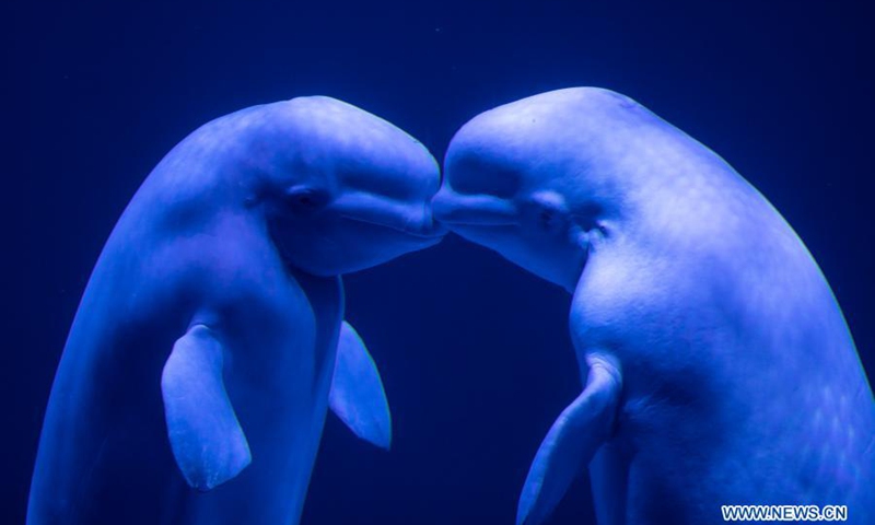 Two white whales perform at Harbin Polarpark in Harbin, capital of northeast China's Heilongjiang Province, March 12, 2021. Harbin Polarpark opened to the public on Friday.(Photo: Xinhua)