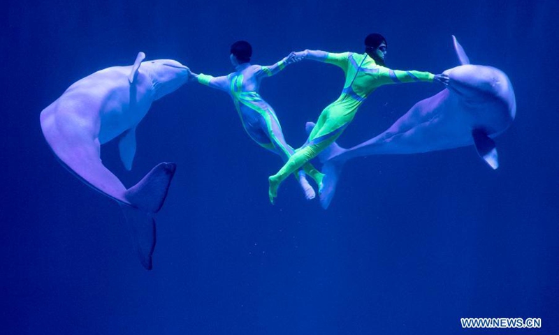 Animal trainers perform with two white whales at Harbin Polarpark in Harbin, capital of northeast China's Heilongjiang Province, March 12, 2021. Harbin Polarpark opened to the public on Friday.(Photo: Xinhua)