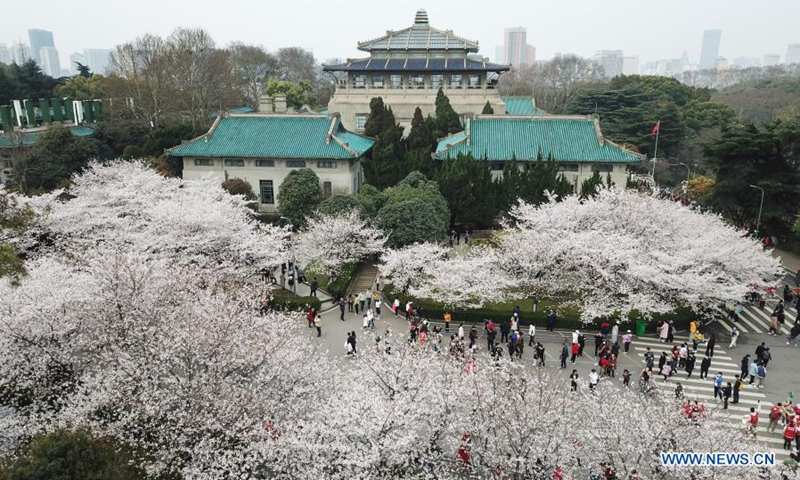 Aerial photo shows medical workers visiting Wuhan University in Wuhan, central China's Hubei Province, March 13, 2021. Wuhan University, one of the best places in the city to feast the eyes of cherry blossom admirers, announced it would offer free exclusive tours and performances for medical workers across China who had assisted Wuhan with the fight against the epidemic in 2020 and their relatives from Saturday to Sunday.(Photo: Xinhua)