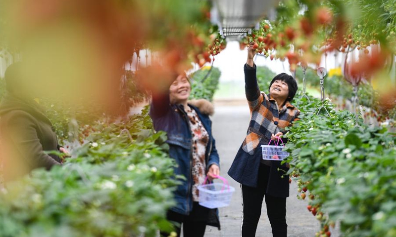 Farmers pick strawberries in Lishui District of Nanjing, east China's Jiangsu Province, March 13, 2021.(Photo: Xinhua)