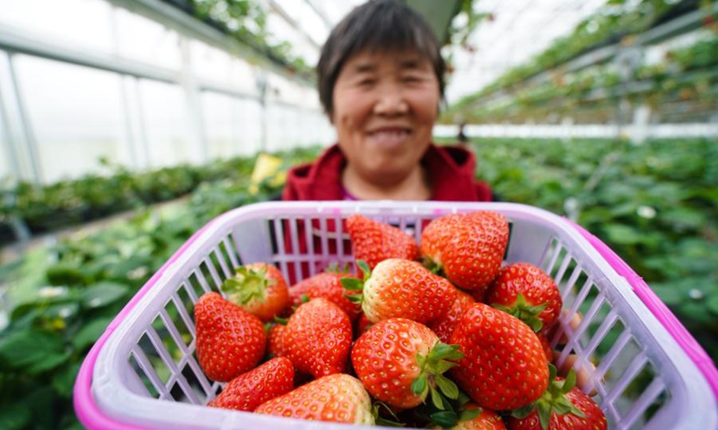 A farmer displays harvested strawberries in Lishui District of Nanjing, east China's Jiangsu Province, March 13, 2021.(Photo: Xinhua)