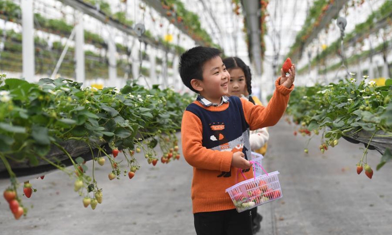 Children pick strawberries in Lishui District of Nanjing, east China's Jiangsu Province, March 13, 2021.(Photo: Xinhua)