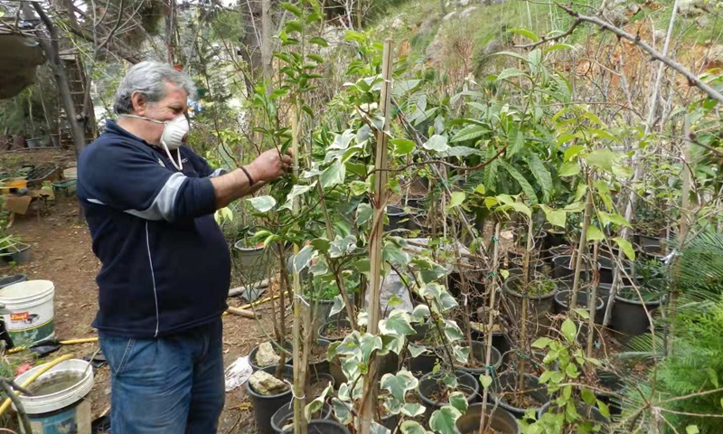 A Lebanese farmer takes care of his roses at his plantation near the Wazzani River in southern Lebanon on March 4, 2021. (Photo: Xinhua)