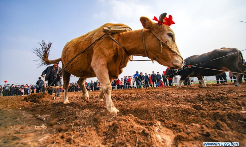 Villagers participate in a ploughing contest to celebrate the Longtaitou Day in Shuangtuan Village of Huangdun Town in Rizhao, east China's Shandong Province, March 14, 2021. The day of Longtaitou, which literally means dragon raises head, falls on the second day of the second lunar month. People celebrate the day with various activities.(Photo: Xinhua)