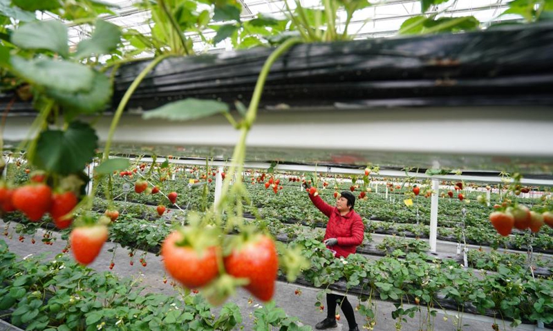 A farmer picks strawberries in Lishui District of Nanjing, east China's Jiangsu Province, March 13, 2021.(Photo: Xinhua)