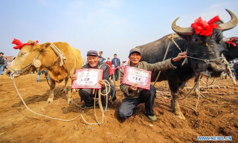 Villagers holding winning certificates pose with their oxen after a ploughing contest to celebrate the Longtaitou Day in Shuangtuan Village of Huangdun Town in Rizhao, east China's Shandong Province, March 14, 2021. The day of Longtaitou, which literally means dragon raises head, falls on the second day of the second lunar month. People celebrate the day with various activities.(Photo: Xinhua)