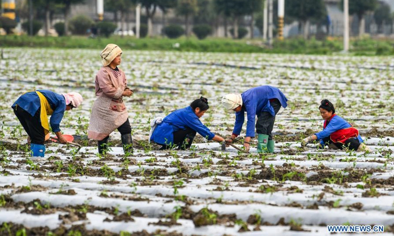 Farmers transplant chili pepper seedlings in Chejiang Dam District of Rongjiang County, Qiandongnan Miao and Dong Autonomous Prefecture, southwest China's Guizhou Province, on March 15, 2021.(Photo: Xinhua)