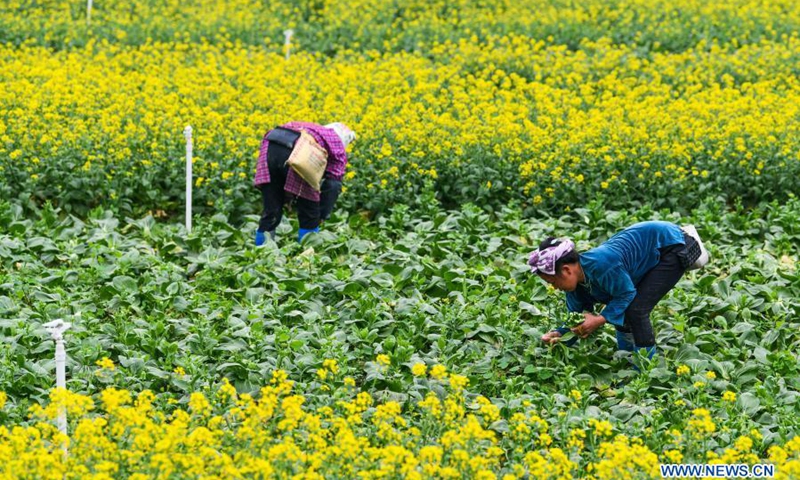 Farmers harvest vegetables in Chejiang Dam District of Rongjiang County, Qiandongnan Miao and Dong Autonomous Prefecture, southwest China's Guizhou Province, on March 15, 2021.(Photo: Xinhua)