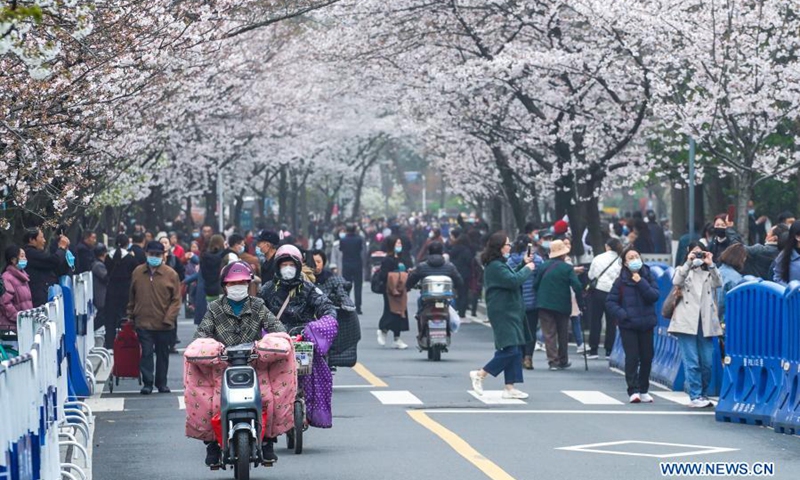 Tourists view cherry blossoms at Jimingsi Road in Nanjing, east China's Jiangsu Province, March 16, 2021. Cherry blossoms in Nanjing are in full bloom recently.Photo:Xinhua