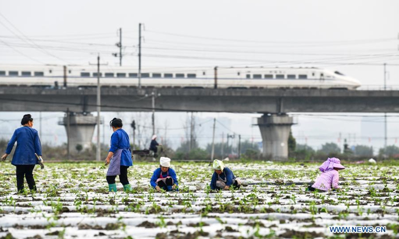 Farmers transplant chili pepper seedlings in Chejiang Dam District of Rongjiang County, Qiandongnan Miao and Dong Autonomous Prefecture, southwest China's Guizhou Province, on March 15, 2021.(Photo: Xinhua)