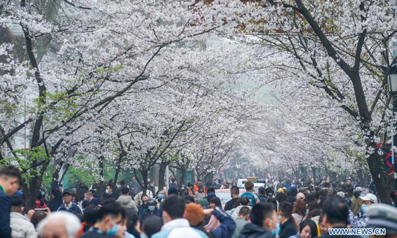 Tourists view cherry blossoms at Jimingsi Road in Nanjing, east China's Jiangsu Province, March 16, 2021. Cherry blossoms in Nanjing are in full bloom recently.Photo:Xinhua