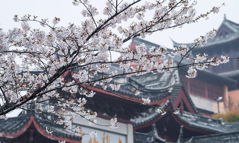 Photo taken on March 16, 2021 shows cherry blossoms near the Jiming Temple in Nanjing, east China's Jiangsu Province. Cherry blossoms in Nanjing are in full bloom recently.Photo:Xinhua