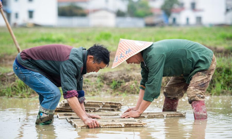 Farmers lay seedling frames for machine transplanting in the rice field at Yanglinjie Village, Yueyang County, Yueyang City of central China's Hunan Province, on March 16, 2021. Farmers in Yanglinjie Village waste no time getting prepared for machine transplanting of rice seedlings, which is rapidly gaining popularity in Yueyang County.Photo:Xinhua