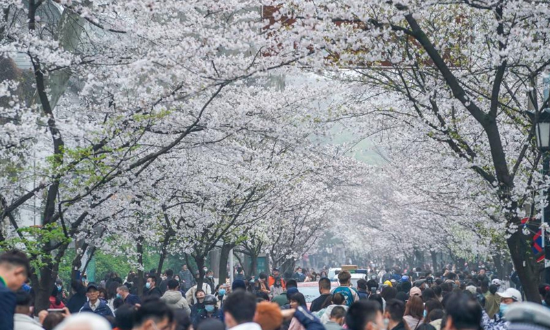 Tourists view cherry blossoms at Jimingsi Road in Nanjing, east China's Jiangsu Province, March 16, 2021. Cherry blossoms in Nanjing are in full bloom recently.(Photo: Xinhua)