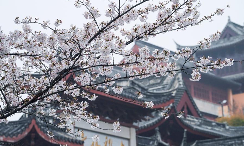 Photo taken on March 16, 2021 shows cherry blossoms near the Jiming Temple in Nanjing, east China's Jiangsu Province. Cherry blossoms in Nanjing are in full bloom recently.(Photo: Xinhua)