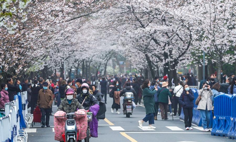 Tourists view cherry blossoms at Jimingsi Road in Nanjing, east China's Jiangsu Province, March 16, 2021. Cherry blossoms in Nanjing are in full bloom recently.(Photo: Xinhua)