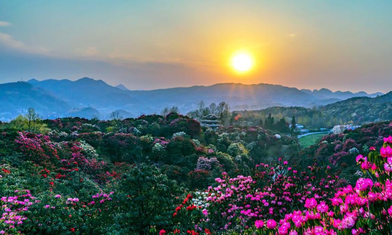View of azalea flowers in Bijie, Guizhou - Global Times
