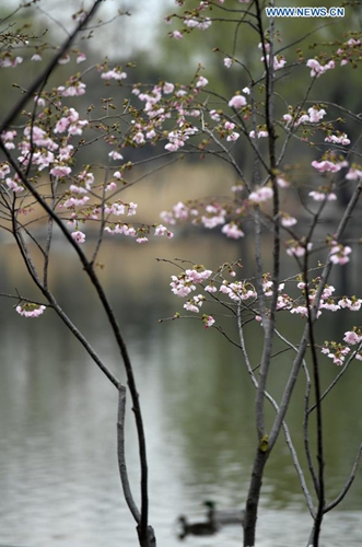 Photo taken on March 18, 2021 shows the cherry blossoms at the Yuyuantan Park in Beijing, capital of China. An activity to feast the eyes of cherry blossom admirers will kick off at the park on March 20. (Photo:Xinhua)