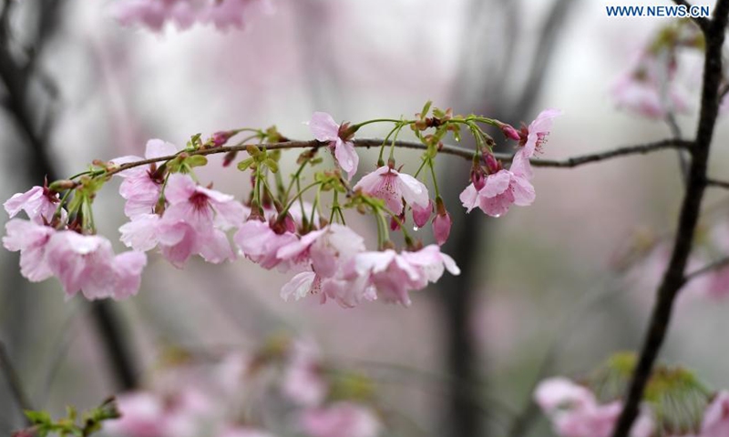 Photo taken on March 18, 2021 shows cherry blossoms at the Yuyuantan Park in Beijing, capital of China. An activity to feast the eyes of cherry blossom admirers will kick off at the park on March 20.(Photo:Xinhua)