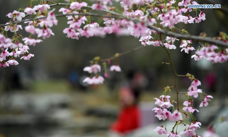 Photo taken on March 18, 2021 shows cherry blossoms at the Yuyuantan Park in Beijing, capital of China. An activity to feast the eyes of cherry blossom admirers will kick off at the park on March 20.(Photo:Xinhua)