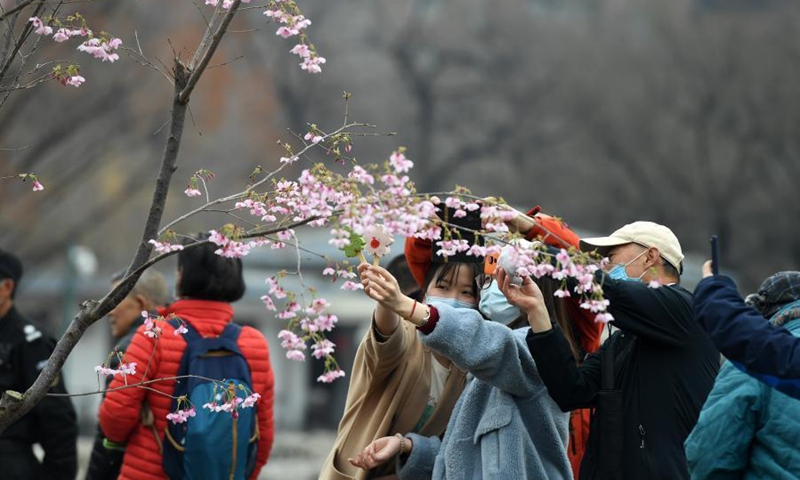 People take photos of cherry blossoms at the Yuyuantan Park in Beijing, capital of China, March 18, 2021. An activity to feast the eyes of cherry blossom admirers will kick off at the park on March 20. (Photo:Xinhua)