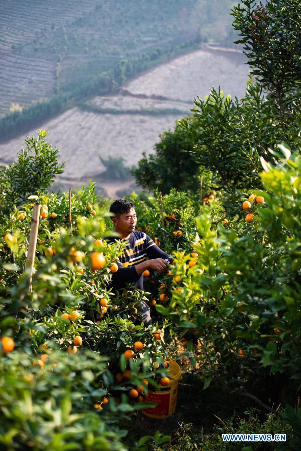 A villager harvests orah mandarin in Yingjiang County, Dehong Dai and Jingpo Autonomous Prefecture, southwest China's Yunnan Province March 19, 2021.  Photo: Xinhua