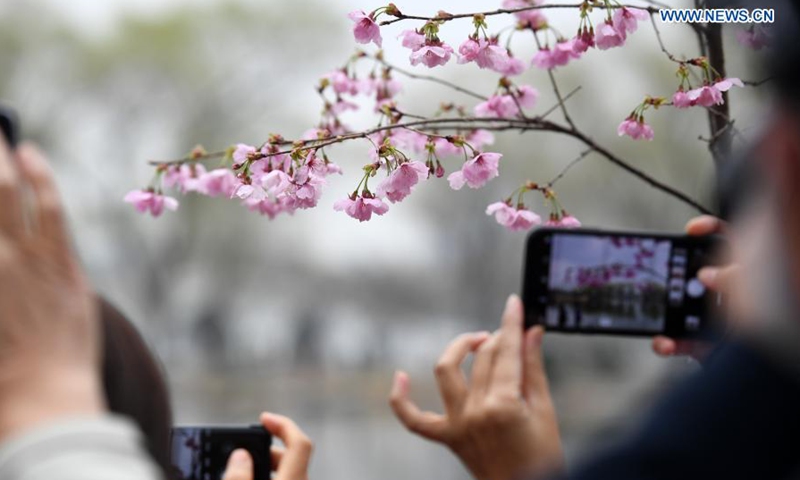 People take photos of cherry blossoms at the Yuyuantan Park in Beijing, capital of China, March 18, 2021. An activity to feast the eyes of cherry blossom admirers will kick off at the park on March 20.(Photo:Xinhua)