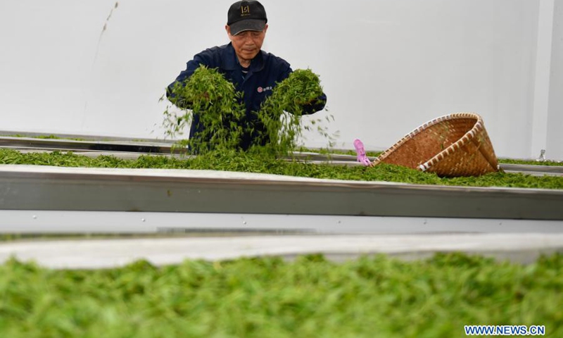 A worker spreads and dries fresh tea leaves at Zhuyuan Village, Hangzhou City of east China's Zhejiang Province, March 20, 2021.(Photo: Xinhua)