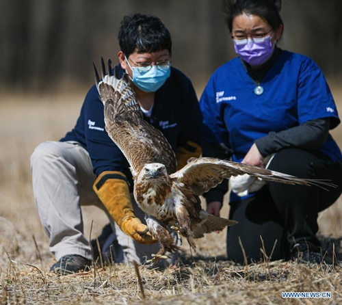 Dai Chang (R) and Zhou Lei, staff members with ifaw Beijing Raptor Rescue Center, release a buteo in Beijing, capital of China, March 20, 2021. Two buteos were released near Yeya Lake Wetland Park in Yanqing District of Beijing after three months of recovery at ifaw Beijing Raptor Rescue Center. A total of 5,386 raptors have been saved by the rescue center from 2001 to the end of 2020, over half of them have been released to the wild.(Photo: Xinhua)