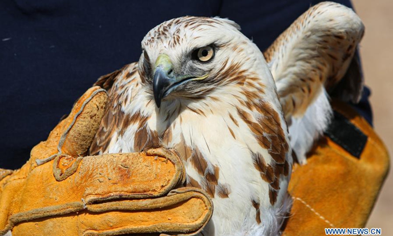 Zhou Lei, a staff member with ifaw Beijing Raptor Rescue Center, prepares to release a buteo in Beijing, capital of China, March 20, 2021. Two buteos were released near Yeya Lake Wetland Park in Yanqing District of Beijing after three months of recovery at ifaw Beijing Raptor Rescue Center. A total of 5,386 raptors have been saved by the rescue center from 2001 to the end of 2020, over half of them have been released to the wild.(Photo: Xinhua)