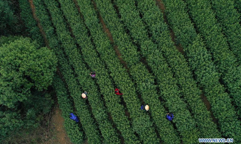 Aerial photo taken on March 20, 2021 shows workers picking fresh tea leaves in a tea farm at Zhuyuan Village, Hangzhou City of east China's Zhejiang Province.(Photo: Xinhua)