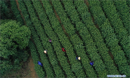 Traditional tea processing in Hangzhou - Global Times